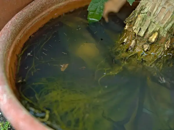Dans un pot de fleurs, l'eau stagnante abrite de nombreuses larves de moustiques, se déplaçant parmi les racines et les débris végétaux.